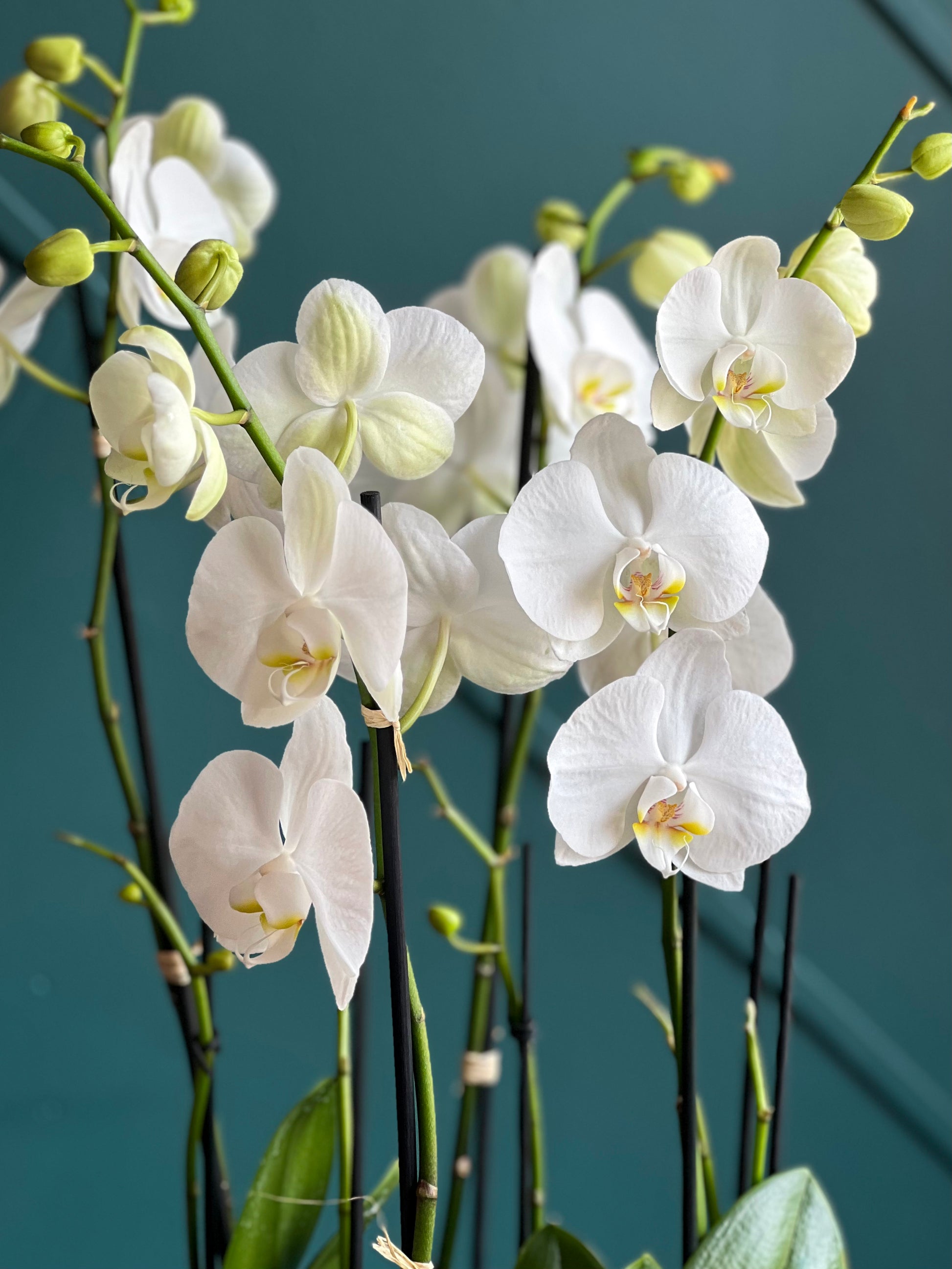 White orchid gift with same-day delivery in Miami