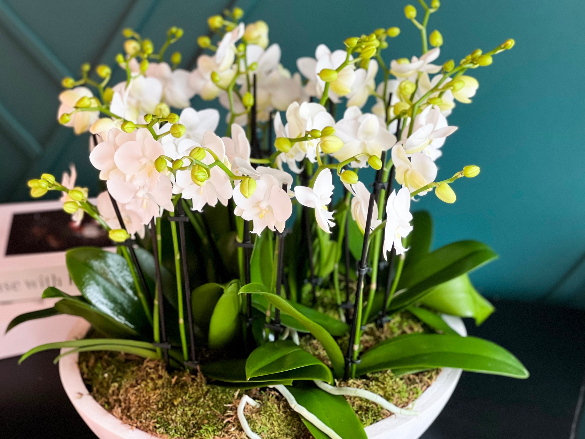 White orchid plant design for reception desk or home décor