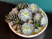 XXL Succulent Garden in cement vase with assorted live succulents
