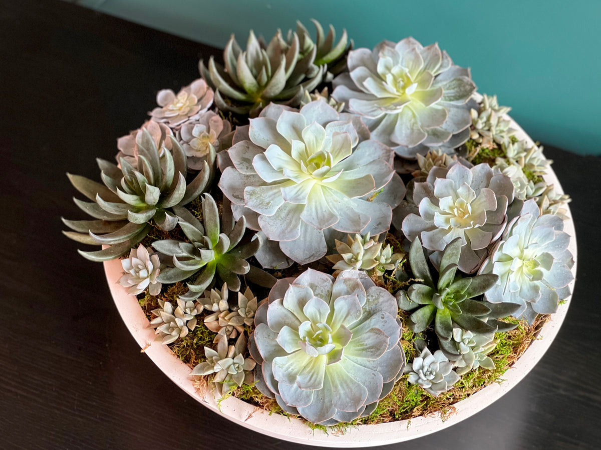 XXL assorted succulent planter in 17-inch cement vase