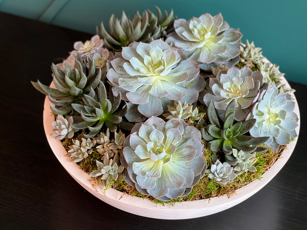 XXL succulent planter with mixed decorative succulents