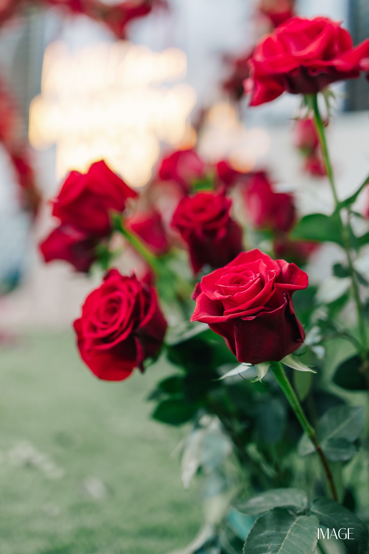 Luxury floral proposal setup in Miami with fresh roses and romantic decor